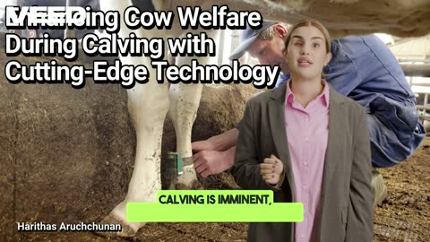Transforming Calving:Tech for Cow Welfare