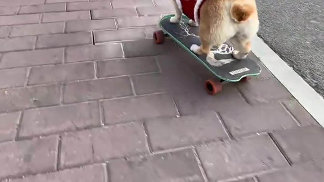 Skating Down the Stairs Like a True Champ! 🐾🛹