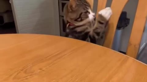 hungry kittys