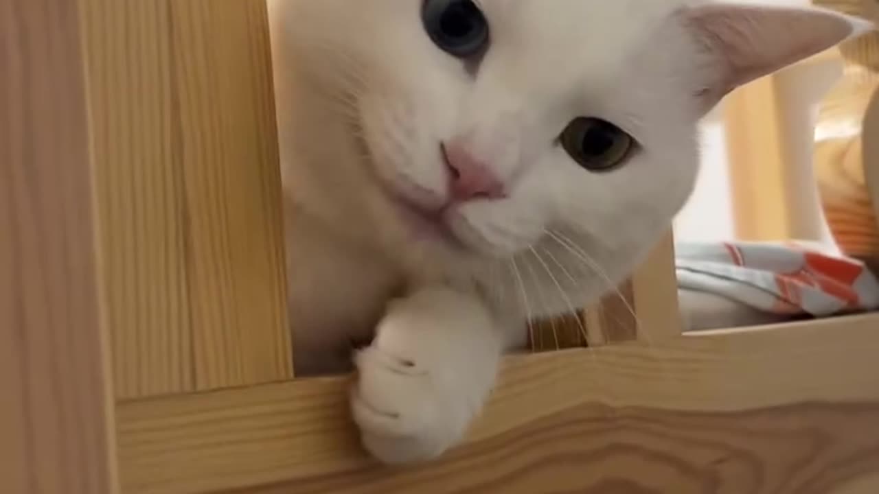 cat funny