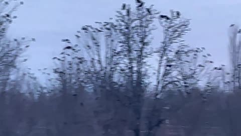 I Proved Birds Are Real! Hilarious Conspiracy Skit Exposed!