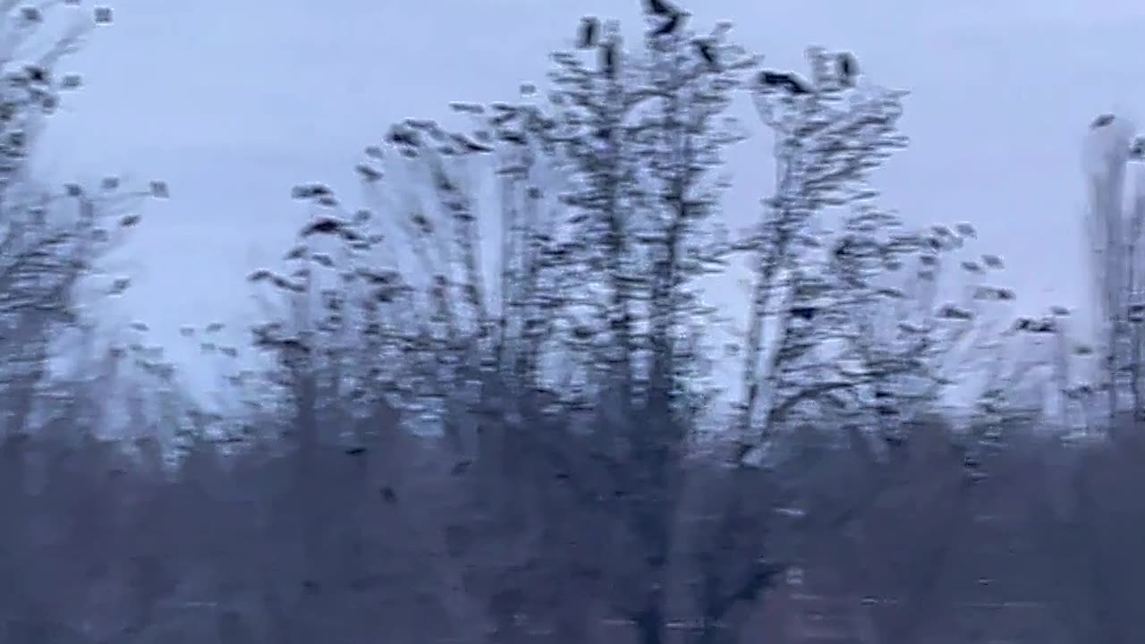 I Proved Birds Are Real! Hilarious Conspiracy Skit Exposed!