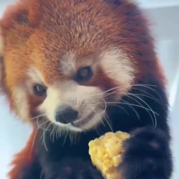 Red Panda chowing down corn