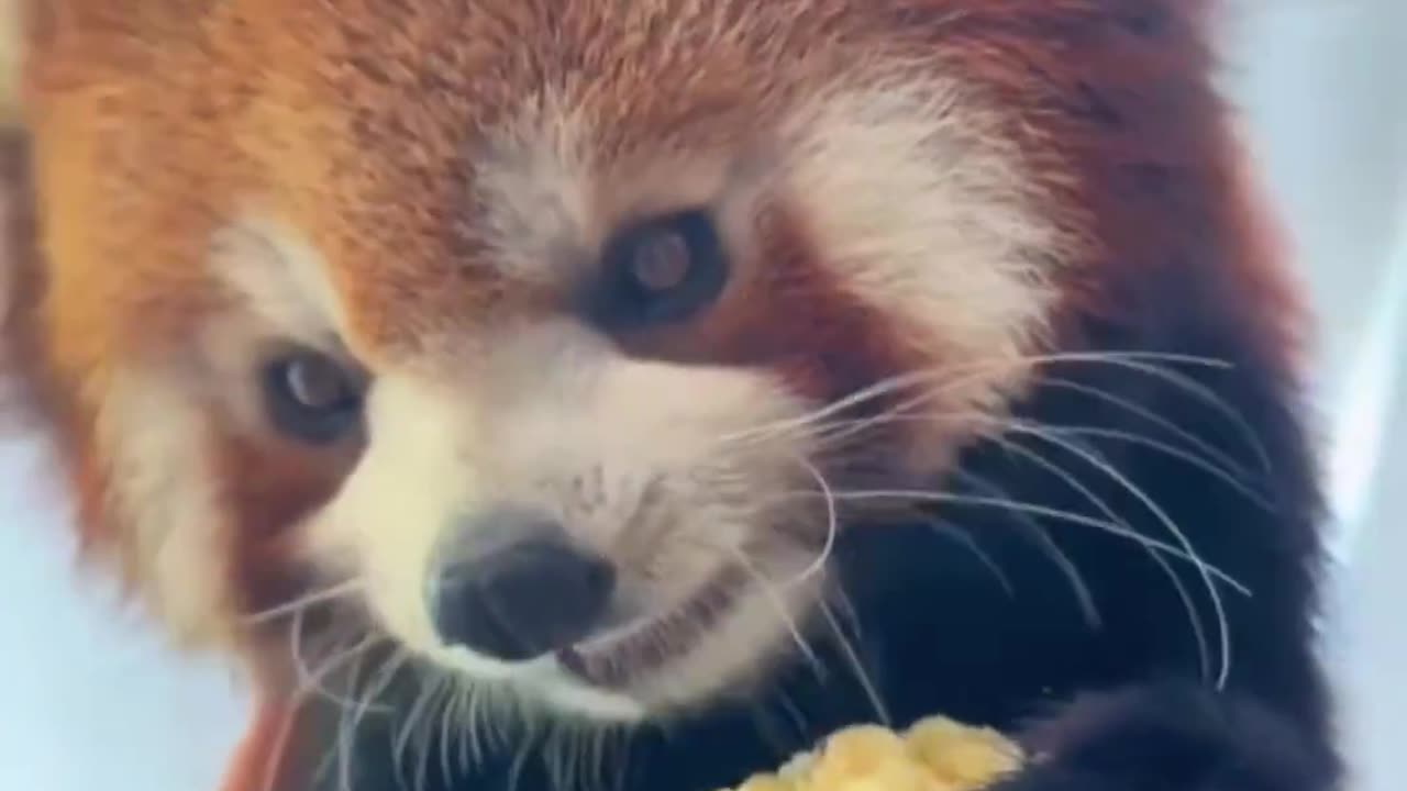 Red Panda chowing down corn