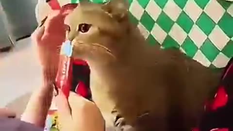 funny cats