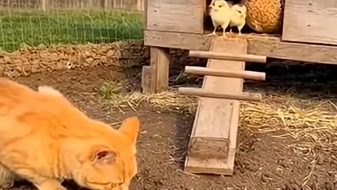 The cat is saying, I've been waiting for you for a long time