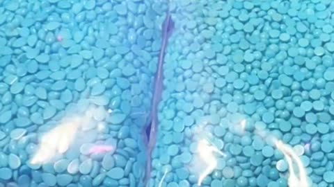 20250708-1 Sleeping Beauty Turquoise Cabochon: Deep - Sea Blue Treasure Box Opened on Fingertips