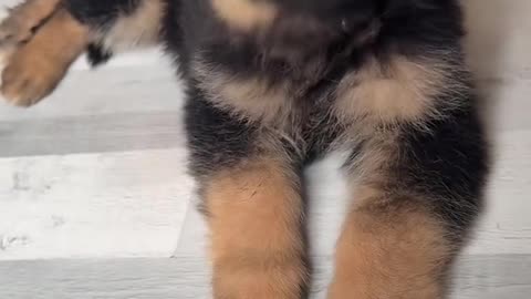 Littels Dog's Comedy Videos 🤣 so cute videos 😍 funny videos 🤣 Live in world dog's Comedy 😂