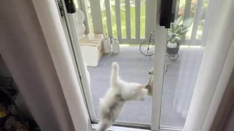 Kitten and Squirrel Play Through Screen Door
