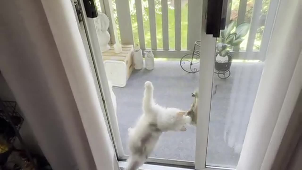 Kitten and Squirrel Play Through Screen Door