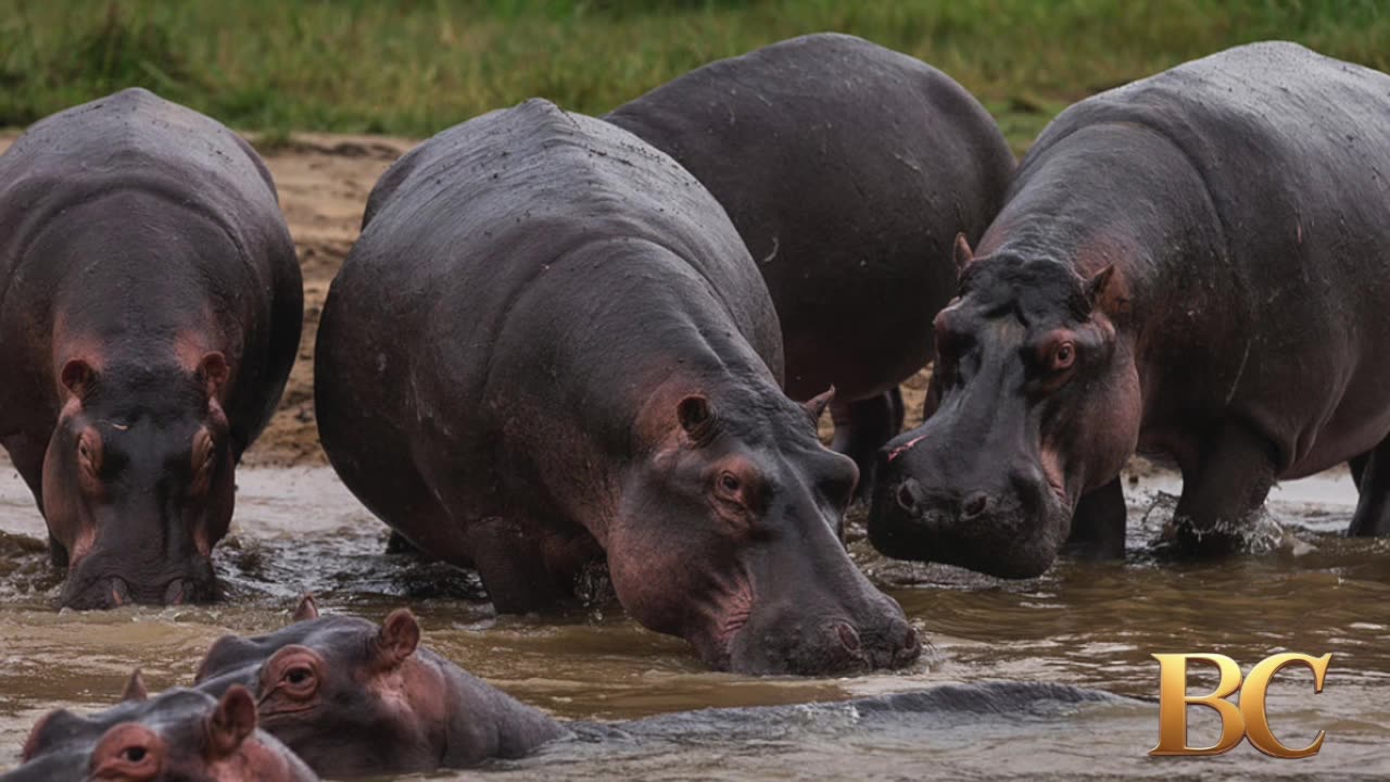 Anthrax kills 50 hippos in DRC’s Virunga National Park