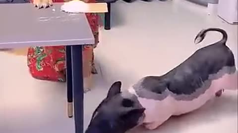 Clever dog and pig is playing together