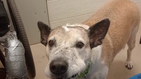 Venus 10y A851996@TRN but she's in foster now & needs a 4ever adoptin home I Love Venus2025824123