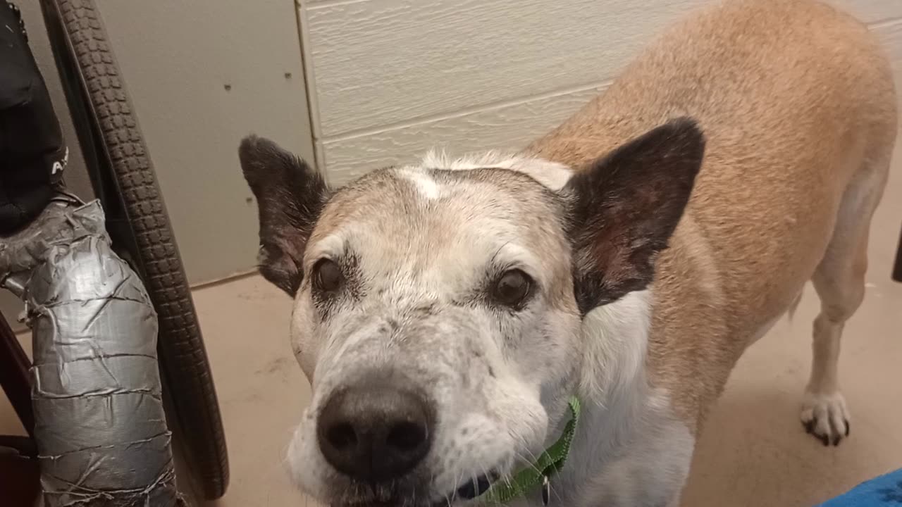 Venus 10y A851996@TRN but she's in foster now & needs a 4ever adoptin home I Love Venus2025824123