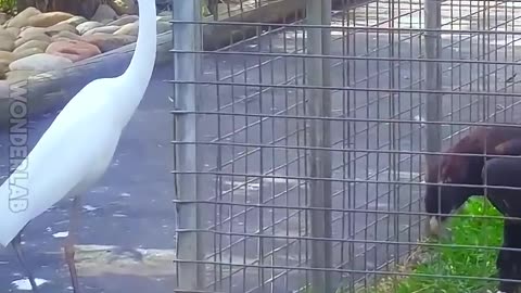 The Encounter Between a Black Eagle and a White Egret