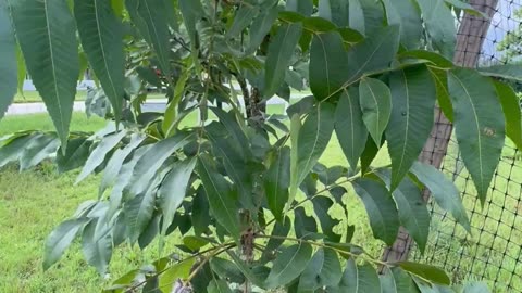 N.atural grown Pecan tree from seed experiencing a caterpillar infestation