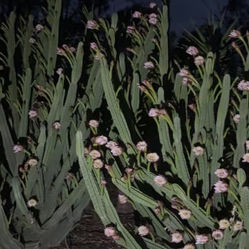 Cactus in the Night