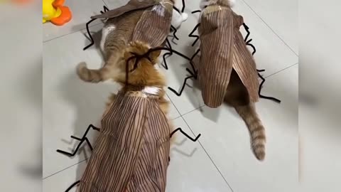 Cat Turns Into Cockroach – Oggy and the Cockroaches