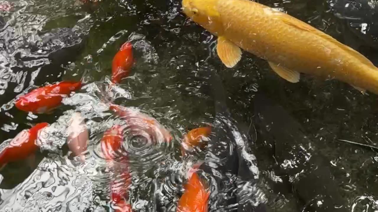 Golden carp in carp.