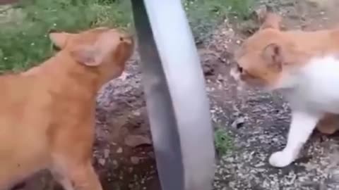 I Stopped a Fight