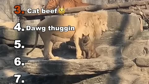 BATTLE BETWEEN 2 CATS, WHO IS GONNA WIN