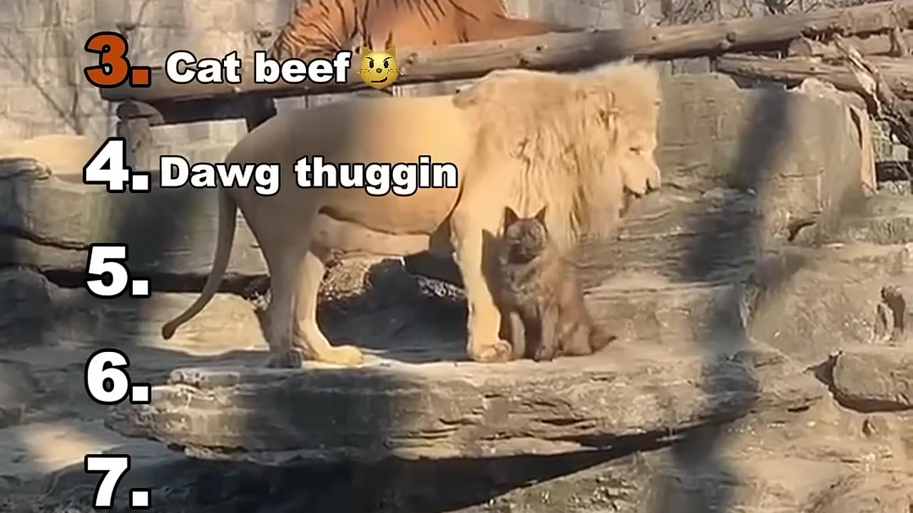 BATTLE BETWEEN 2 CATS, WHO IS GONNA WIN