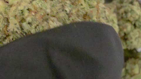 THC-A Flower Gorilla Fett