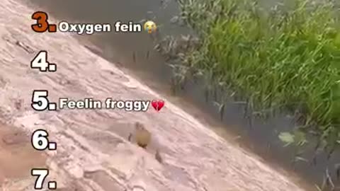 Funny ranking best moments animal