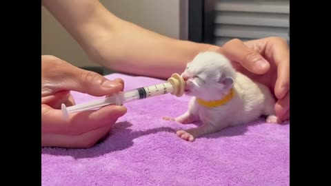 Kittens are drinking milk immersively