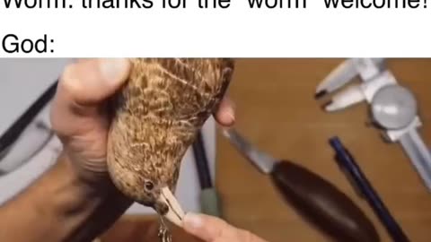 Worm dad joke