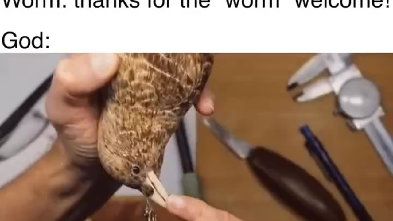 Worm dad joke