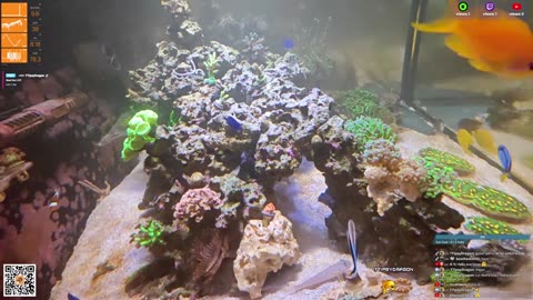 24/7 Real Live Reef Stream