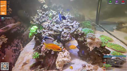 24/7 Real Live Reef Stream
