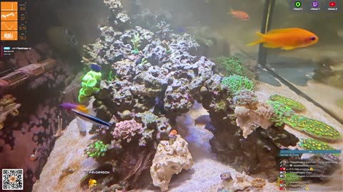 24/7 Real Live Reef Stream