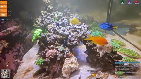 24/7 Real Live Reef Stream