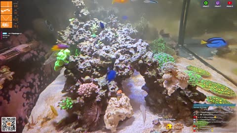 24/7 Real Live Reef Stream