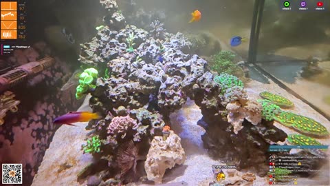 24/7 Real Live Reef Stream