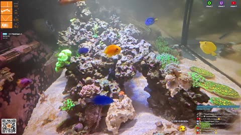 24/7 Real Live Reef Stream