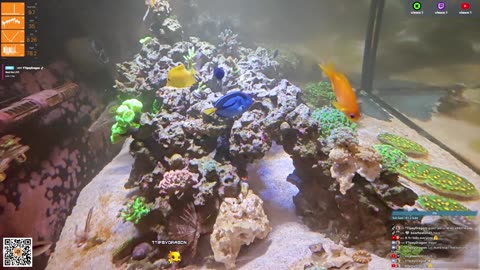 24/7 Real Live Reef Stream