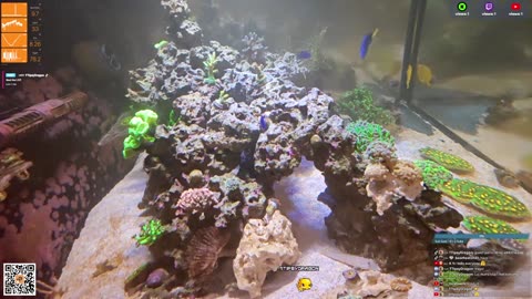 24/7 Real Live Reef Stream