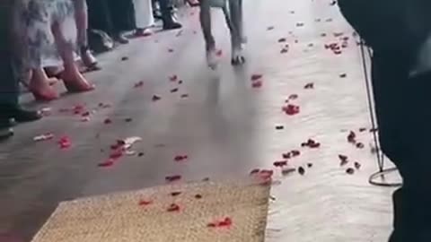 Animals Being Absolute Chaos 🤣