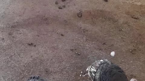 turkey