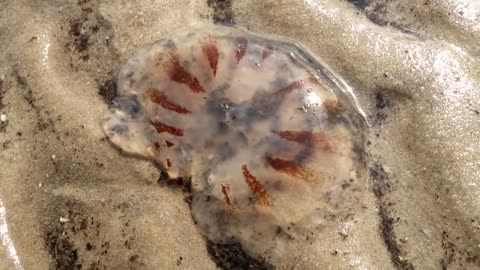 Real Life On Camera | It's A JellyFish!