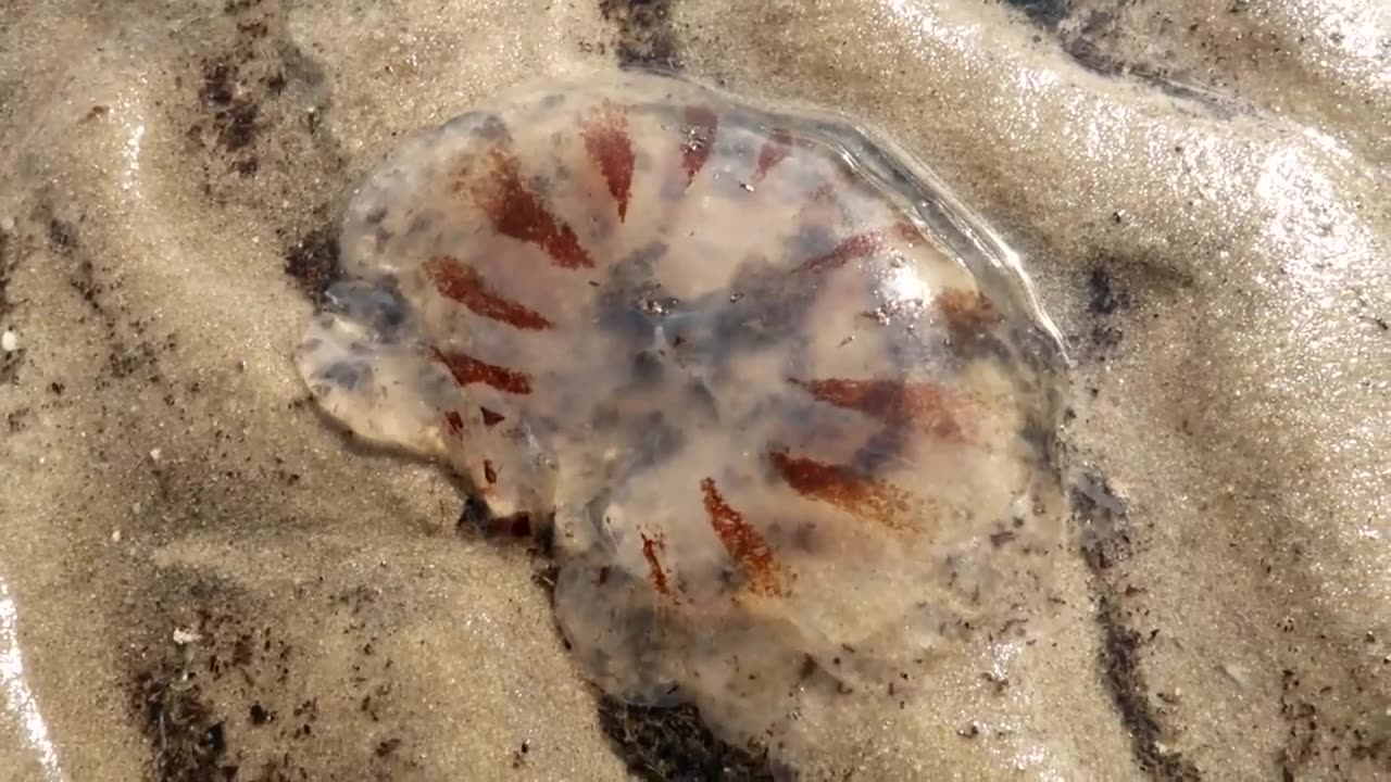 Real Life On Camera | It's A JellyFish!