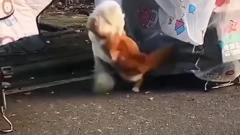 Combat