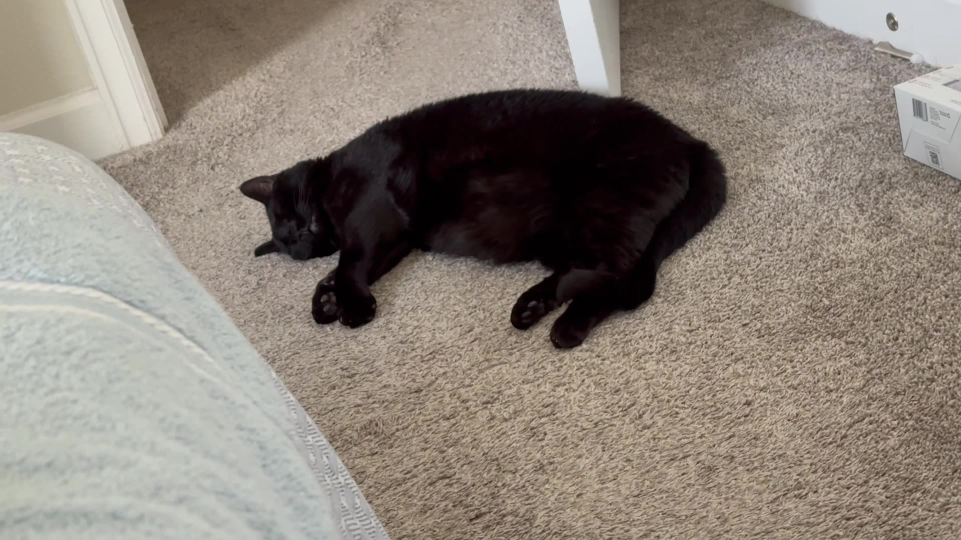 Cute Precious Piper is Peacefully Sleeping - My Adopted Shelter Cat Vlog