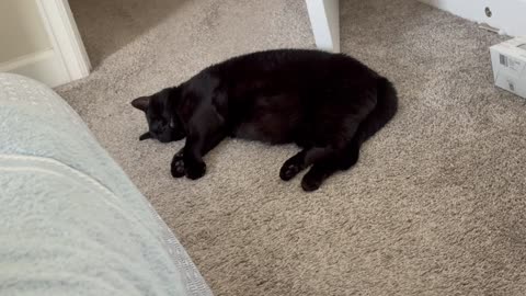 Cute Precious Piper is Peacefully Sleeping - My Adopted Shelter Cat Vlog