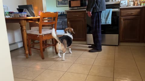 Daisy the Beagle's Breakfast Dance