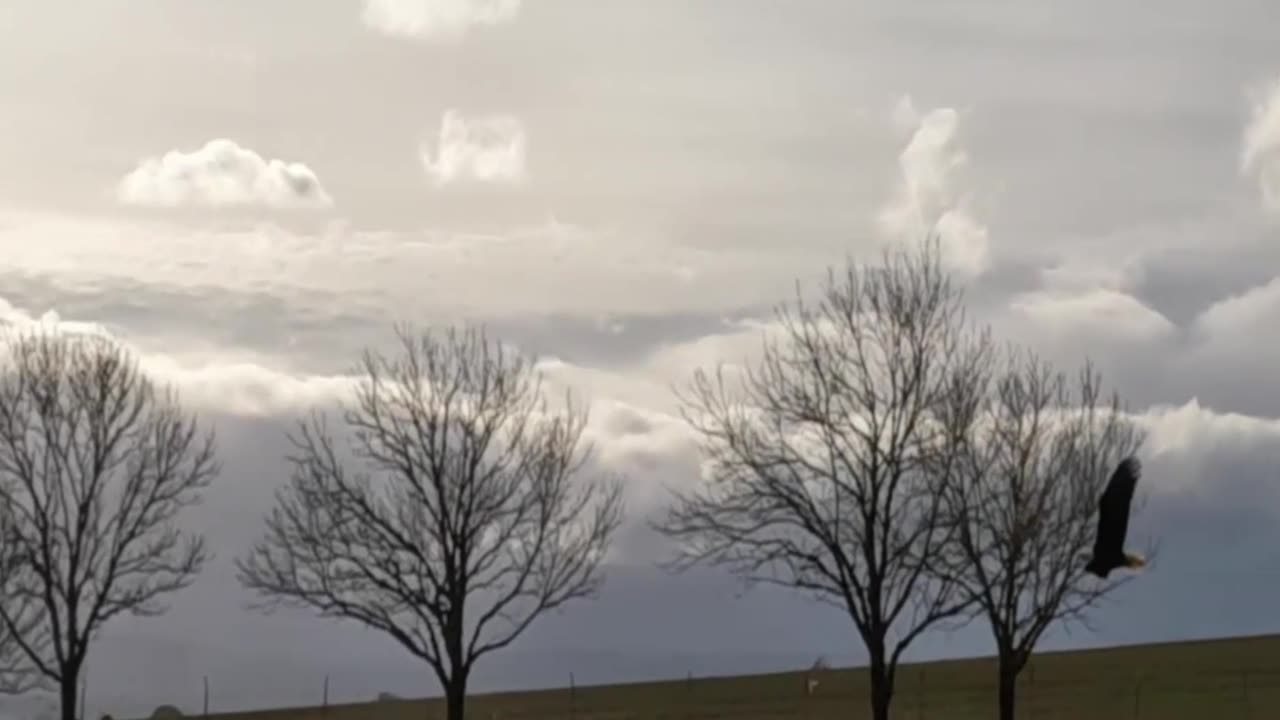 Bald Eagle