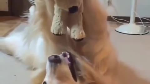 🐶😂 Golden Retriever Living That Dollhouse Drama! | FunFM